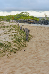 Fototapeta na wymiar El Garrapatero Beach, Galapagos, Ecuador