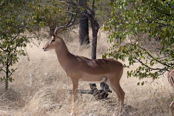 Impalabock im Etosha-Nationalpark