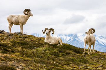 Pecora di Dall, Dall Sheep, thintorn sheep, ovis dalli