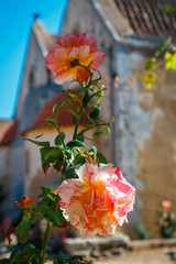 Beautiful roses in the pot,  Arkadi Monastery on Crete island, Greece