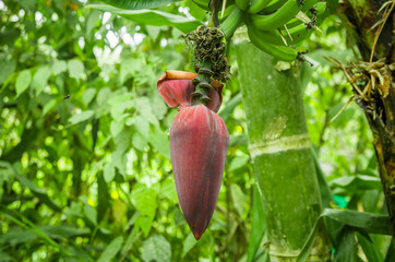 Close up of a flower of a plantain, located in Mindo recreation place, in western Ecuador, at 1,400m elevation in Mindo