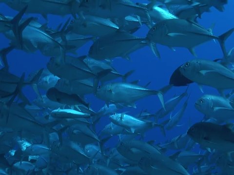 school of big eye jackfish