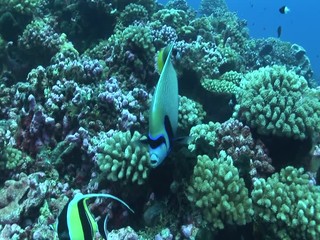 emporer angelfish on the reef