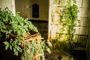 Vines growing over furniture