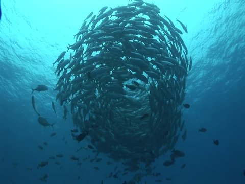 school of big eye jackfish