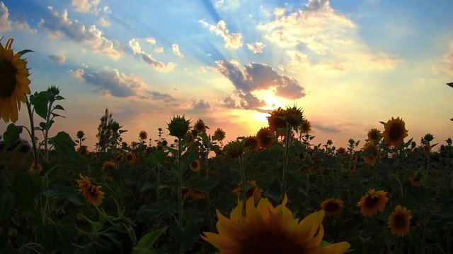 group of sunflowers swaying in the wind against the evening sky