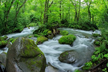 緑の青森県奥入瀬の清流