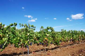 Fototapeta na wymiar row of Vineyard at Portugal, Alentejo region