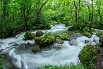 Fototapeta na wymiar 緑の青森県奥入瀬の清流