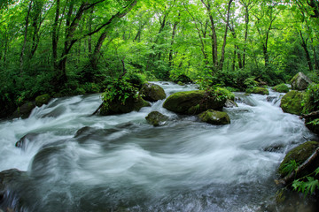 緑の青森県奥入瀬の清流