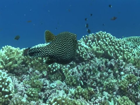 white spooted pufferfish with cleaner wrasse