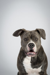 Hundeportraits-Bulldog-Kopf-schwarz-weiß