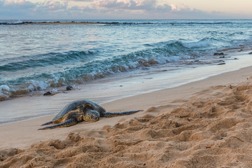Fototapeta na wymiar Beach Turtle