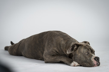 Hundeportraots-Bulldog-Kopf-schwarz-weiß