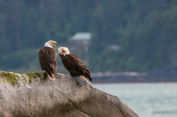 Aquila di mare dalla testa bianca alaska