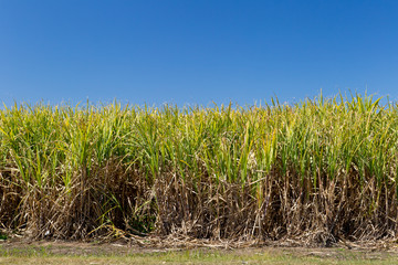 Sugar Cane crop in field ready for harvest