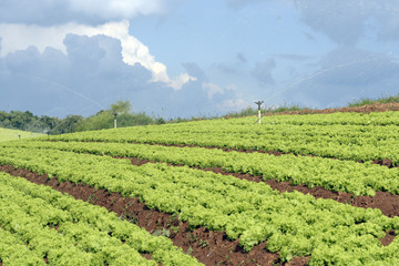 Fototapeta na wymiar Lettuce planting irrigation