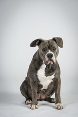 Hundeportraots-Bulldog-Kopf-schwarz-weiß