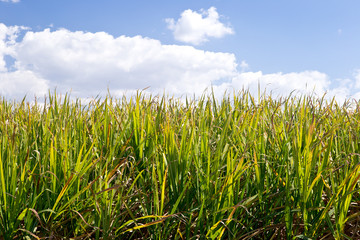 Sugar Cane crop in field ready for harvest - green field with blue sky