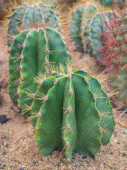 Fototapeta premium closeup of the cactus.