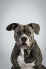 Bulldog Portrait Frontal