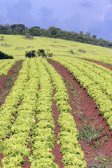 Fototapeta na wymiar Plantation of lettuce