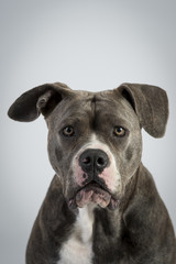 Hundeportraots-Bulldog-Kopf-schwarz-weiß