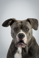 Hundeportraots-Bulldog-Kopf-schwarz-weiß