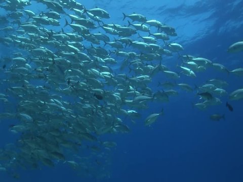 school of big eye jackfish