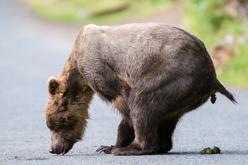 orso grizzly in fiume in alaska