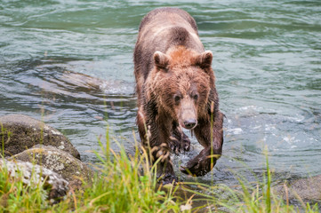 orso grizzly in fiume in alaska