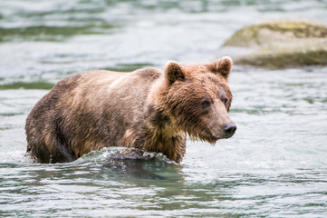Fototapeta na wymiar orso grizzly in fiume in alaska