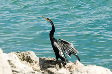 Australian Darter open wings