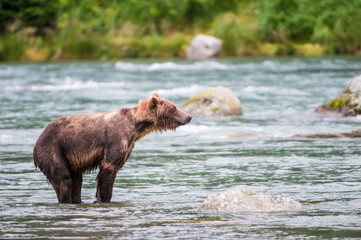 orso grizzly in fiume in alaska