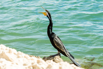 Australian Darter open beak