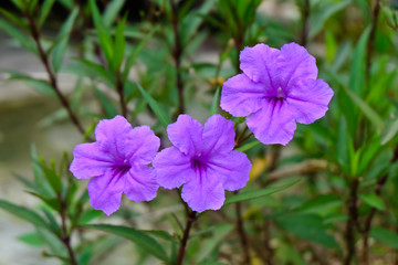 wide petunia