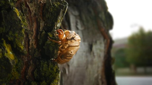 A Cicada shell resting on the side of a tree in suburban community