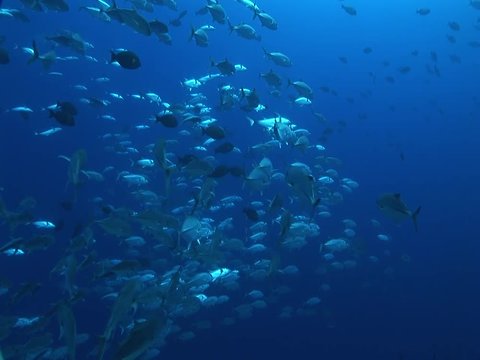 school of big eye jackfish