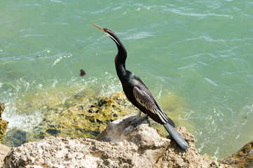 Australian Darter stretching neck