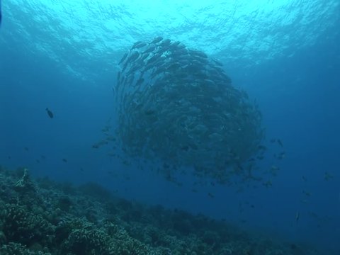 school of big eye jackfish