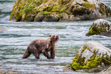 orso grizzly in fiume in alaska