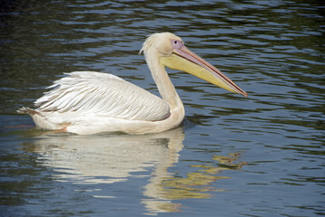 White pelican swimming in blue lake