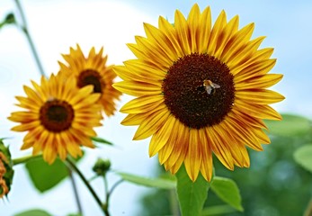 Three sunflowers with blue sky in the background