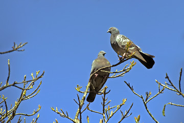 Rock pigeon on top of dry twigs under blue sky