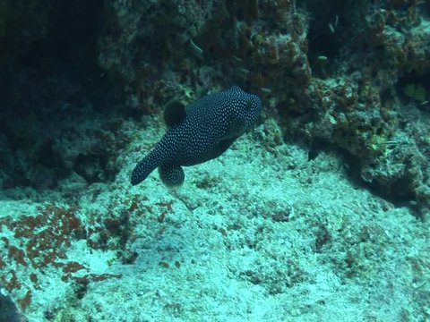 white spooted pufferfish