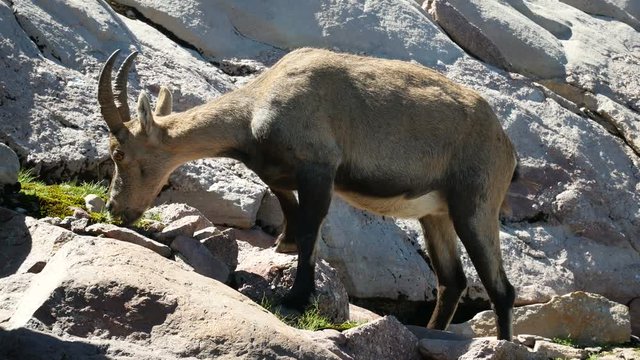 Alpine ibex grazing on the rocks on the Bergamo Alps, northern Italy.