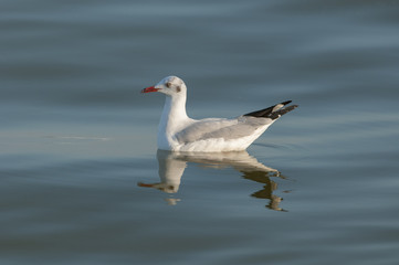 Bิeautiful brown-headed gull in the morning