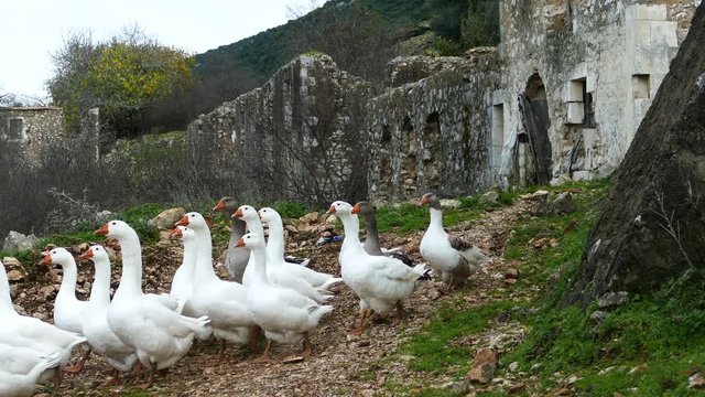 Group of geese walking around the village Palia plagia in Greece