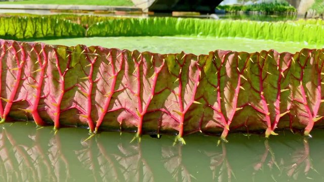 Motion clip of victoria waterlily