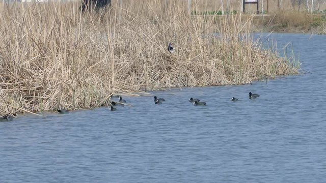 Coots in a lake